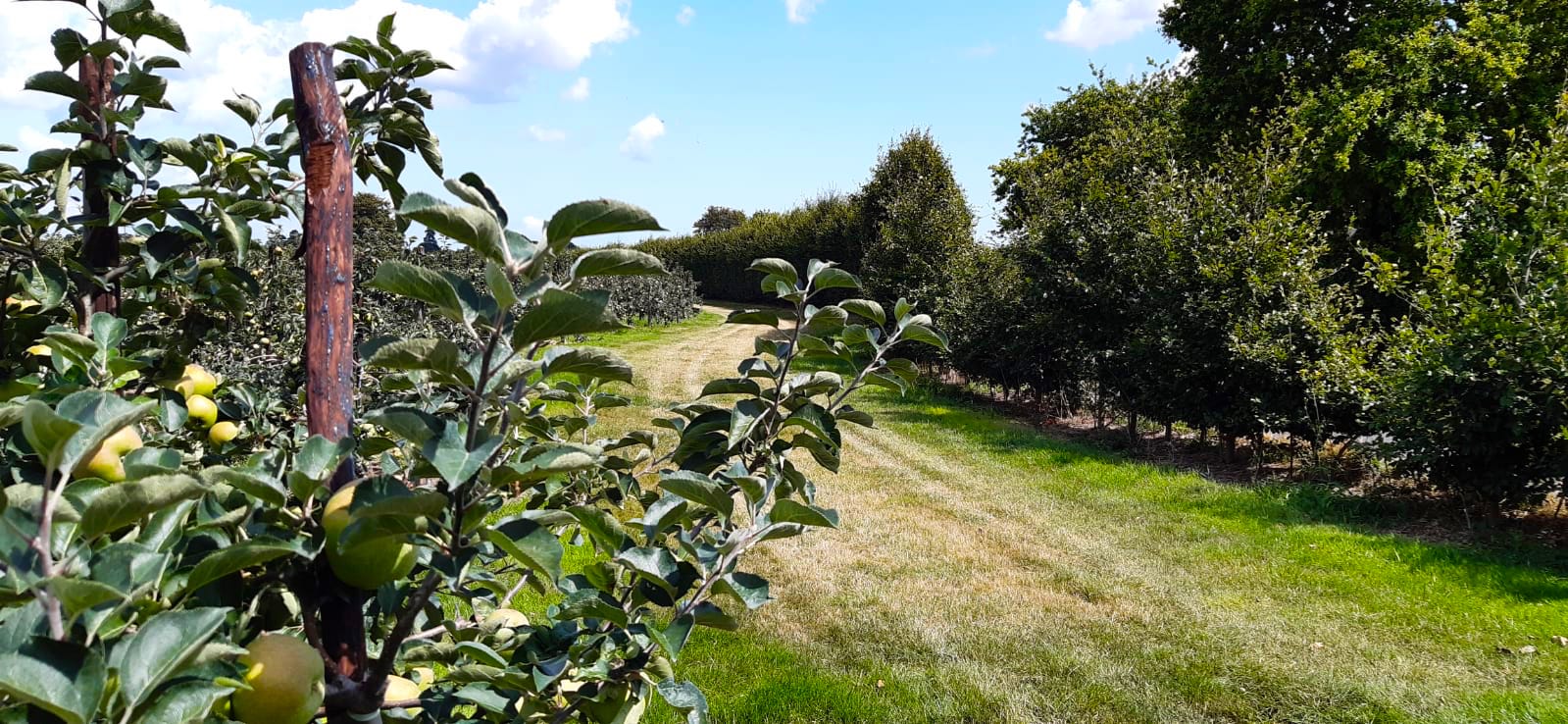 apple bushes
